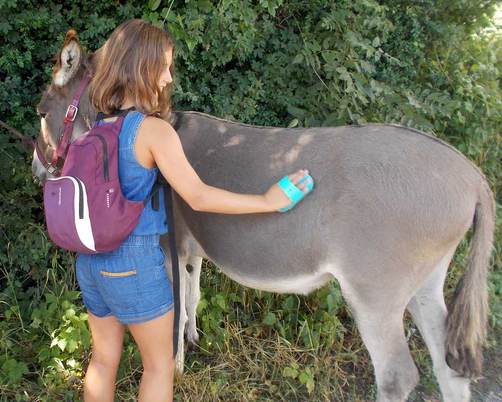 balade pédagogie âne enfants 43