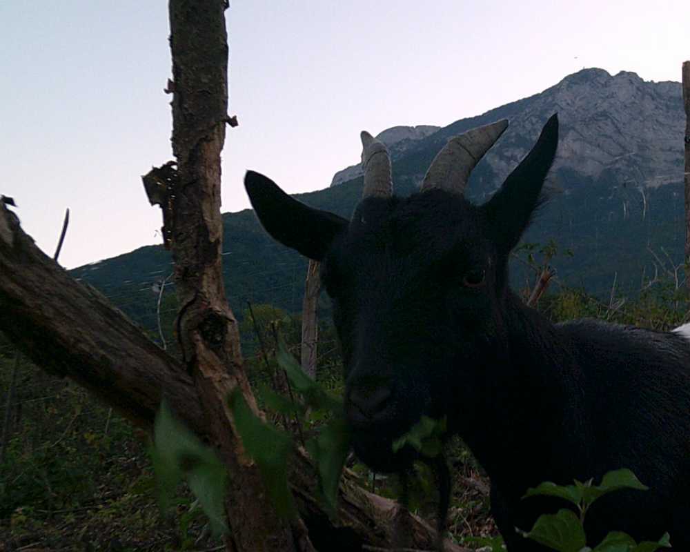 la belle Gigi